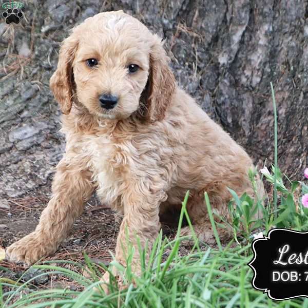 Lester, Cockapoo Puppy