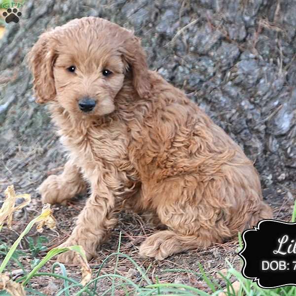 Lily, Cockapoo Puppy