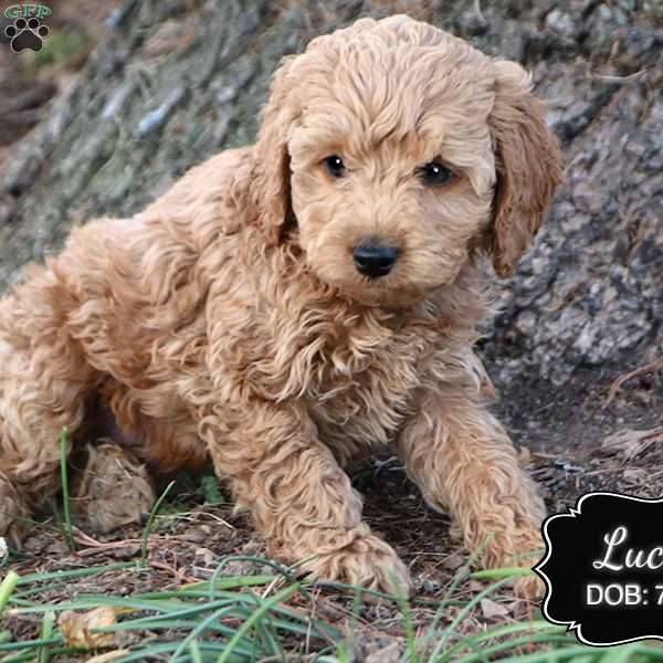 Lucky, Cockapoo Puppy