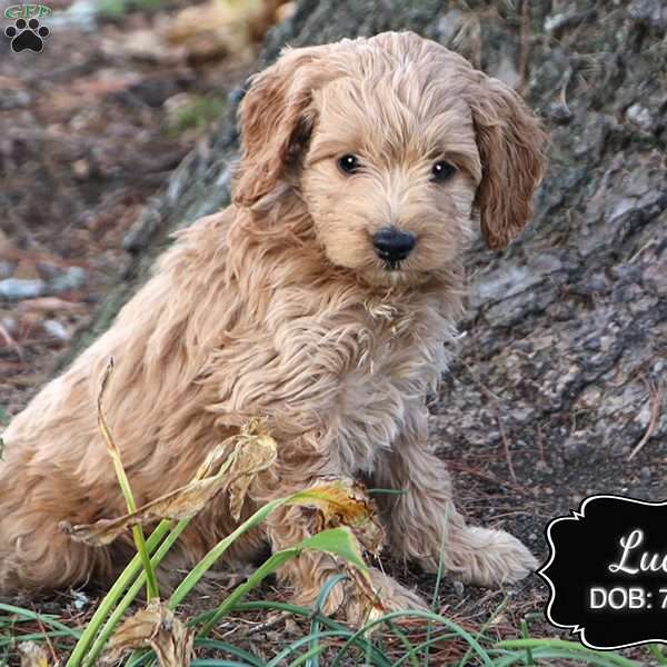 Lucy, Cockapoo Puppy