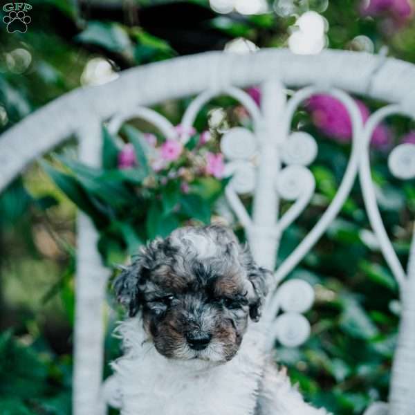 Hunter, Miniature Poodle Puppy