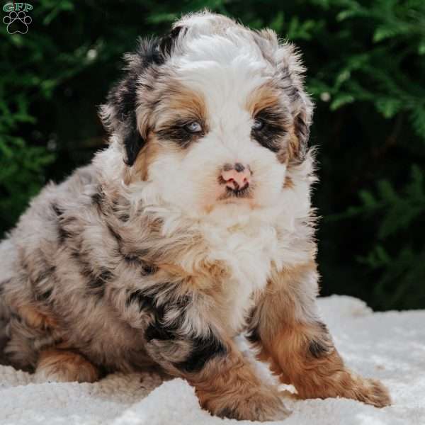 Peaches, Mini Bernedoodle Puppy