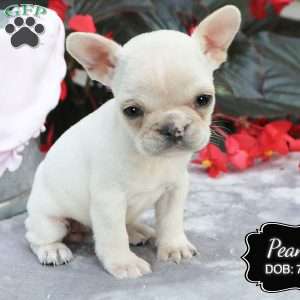 Peanut, French Bulldog Mix Puppy