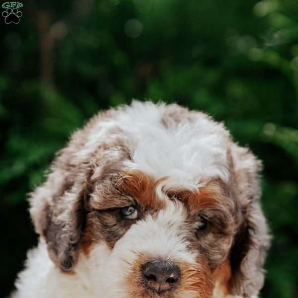 Pepper, Mini Bernedoodle Puppy