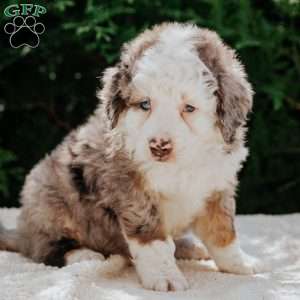 Pilot, Mini Bernedoodle Puppy