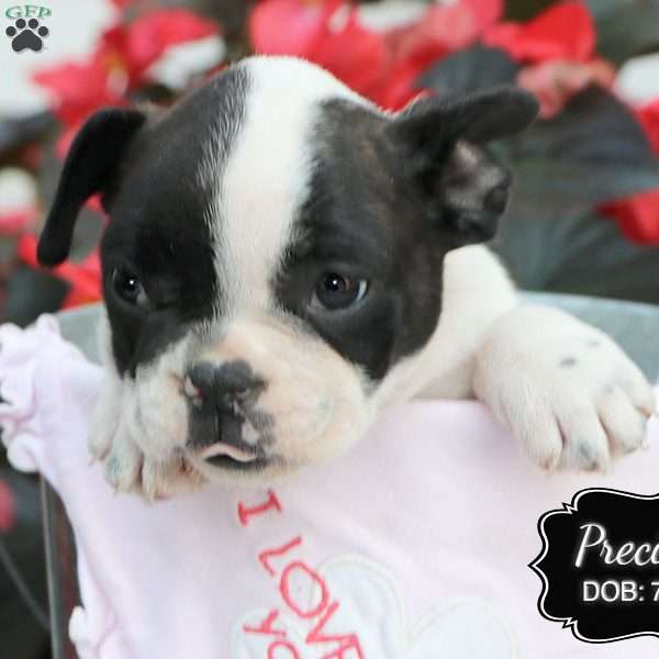 Precious, French Bulldog Mix Puppy