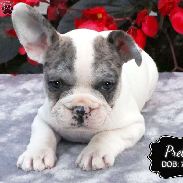 Pretty, French Bulldog Mix Puppy