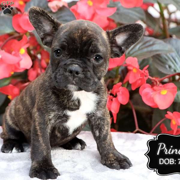 Princess, French Bulldog Mix Puppy