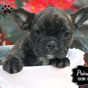 Princess, French Bulldog Mix Puppy