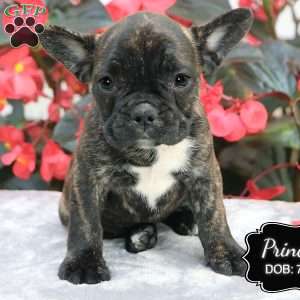 Princess, French Bulldog Mix Puppy