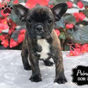 Princess, French Bulldog Mix Puppy