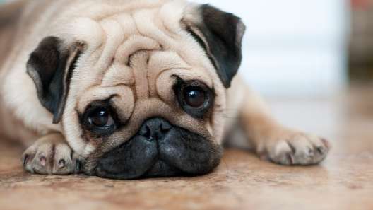 What to Know About Flat-Faced Dogs Before Bringing One Home