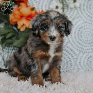 Rainbow, Mini Bernedoodle Puppy