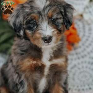 Rainbow, Mini Bernedoodle Puppy