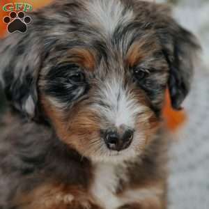 Rainbow, Mini Bernedoodle Puppy