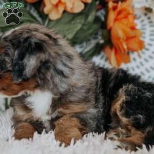 Rainbow, Mini Bernedoodle Puppy