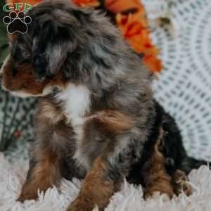 Rainbow, Mini Bernedoodle Puppy