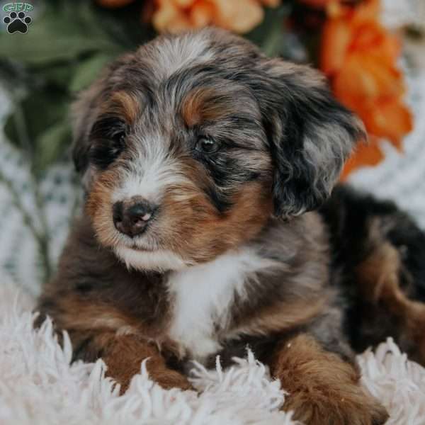 Rainbow, Mini Bernedoodle Puppy