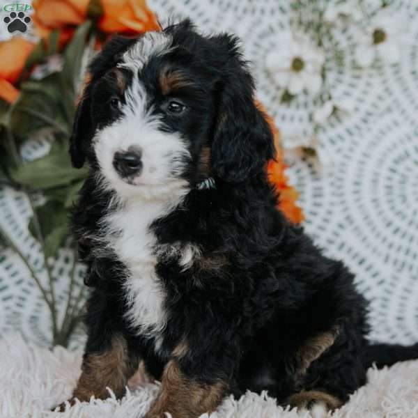 Randy, Mini Bernedoodle Puppy