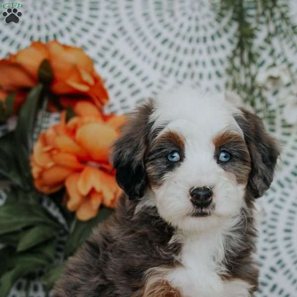 Rebbecca, Mini Bernedoodle Puppy