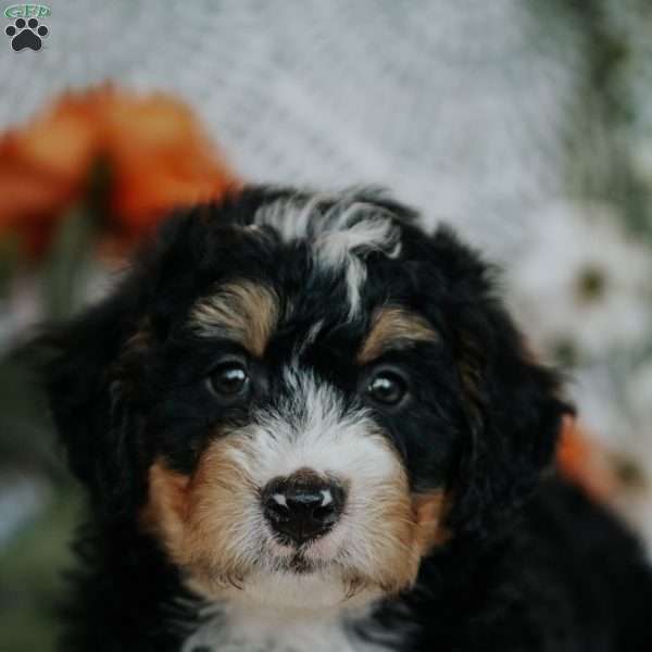 Regina, Mini Bernedoodle Puppy