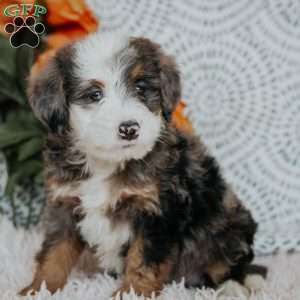 Remy, Mini Bernedoodle Puppy