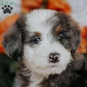 Remy, Mini Bernedoodle Puppy