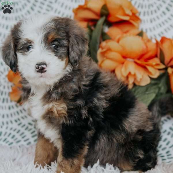 Remy, Mini Bernedoodle Puppy