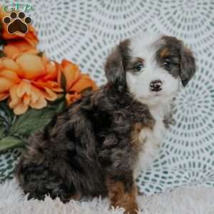 Remy, Mini Bernedoodle Puppy