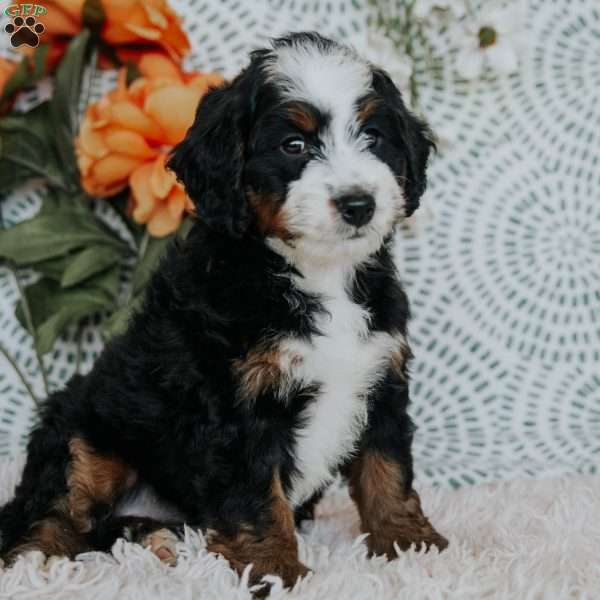 Rene, Mini Bernedoodle Puppy