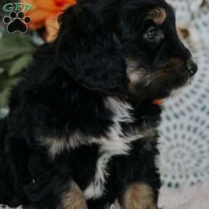 Rene, Mini Bernedoodle Puppy