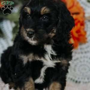 Rene, Mini Bernedoodle Puppy