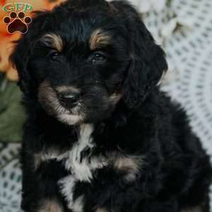 Rene, Mini Bernedoodle Puppy