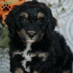 Rene, Mini Bernedoodle Puppy