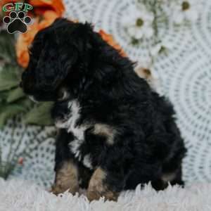 Rene, Mini Bernedoodle Puppy