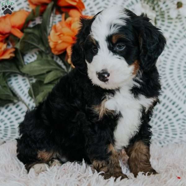 Rover, Mini Bernedoodle Puppy