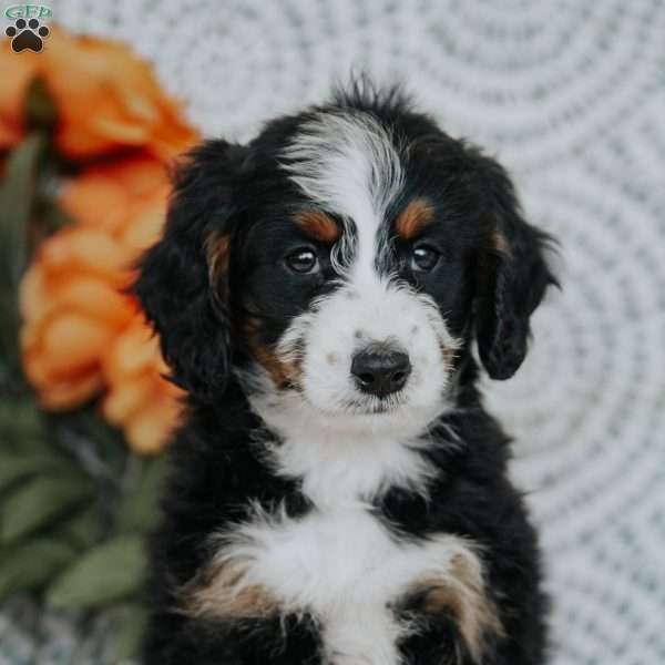 Roxanne, Mini Bernedoodle Puppy