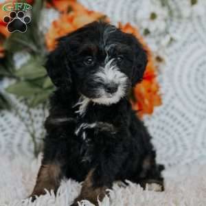 Ruby, Mini Bernedoodle Puppy