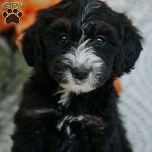 Ruby, Mini Bernedoodle Puppy