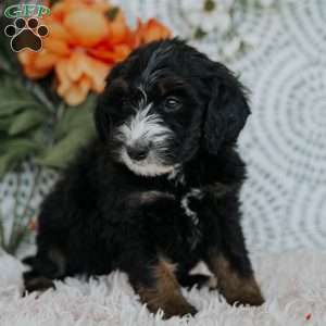 Ruby, Mini Bernedoodle Puppy