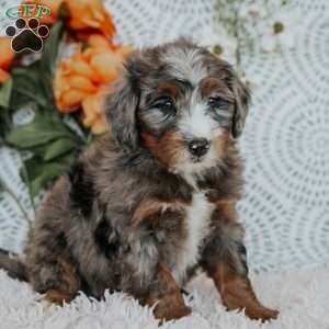 Rufus, Mini Bernedoodle Puppy