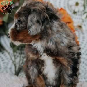 Rufus, Mini Bernedoodle Puppy