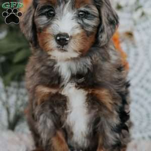 Rufus, Mini Bernedoodle Puppy