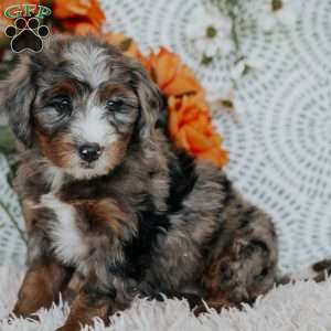 Rufus, Mini Bernedoodle Puppy