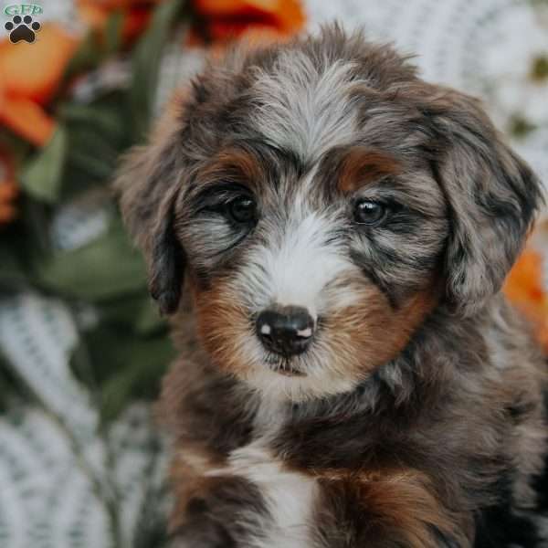 Rufus, Mini Bernedoodle Puppy