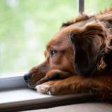 sad dog looking out the window