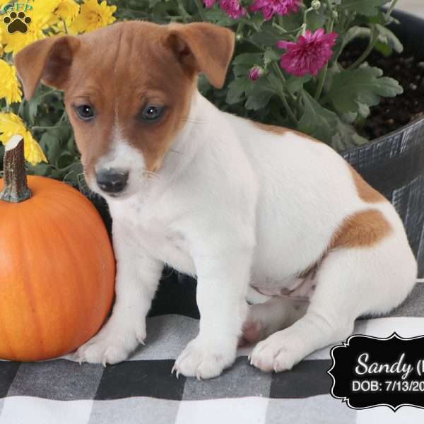 Sandy, Jack Russell Terrier Puppy