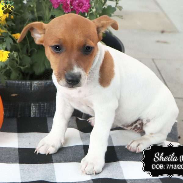 Sheila, Jack Russell Terrier Puppy