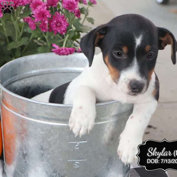 Skylar, Jack Russell Terrier Puppy