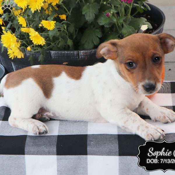 Sophie, Jack Russell Terrier Puppy